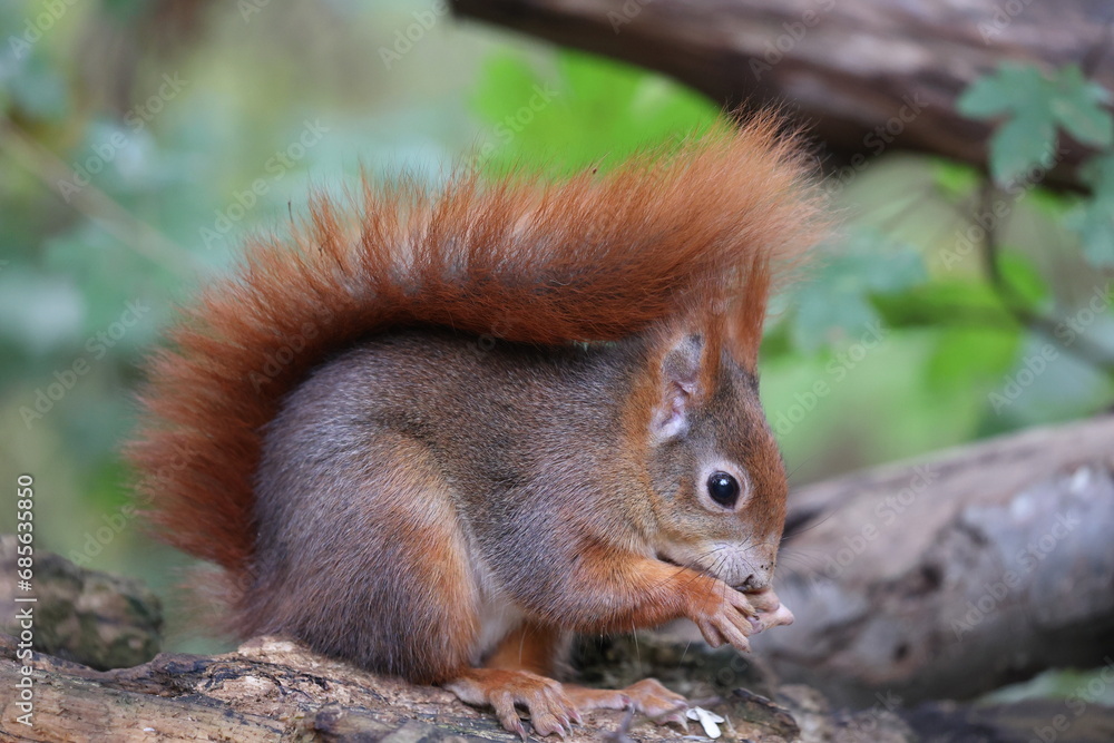 eurasian red squirrel in autumn colored woodland eurasian red squirrel in autumn colored woodland