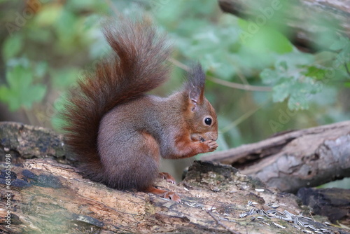 eurasian red squirrel in autumn colored woodland