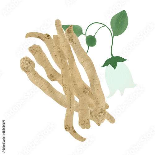 Danshen  Salvia miltiorrhiza   called also chinese sage  tan shen  medicinal plant.Illustration Cartoon Design On White Background.