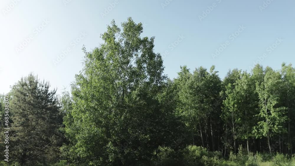 Beautiful forest and nature landscape at summer time. Trees and forest nature landscape, the wind sways the trees slow motion. Beautiful forest and nature landscape at summer time. Trees and forest nature landscape, the wind sways the trees slow motion.