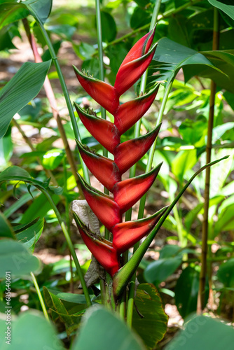 The green tipped red tropical flower Balisier or Macaw Flower scientific name Heliconia bihai in Kauai, Hawaii, United States.
 photo