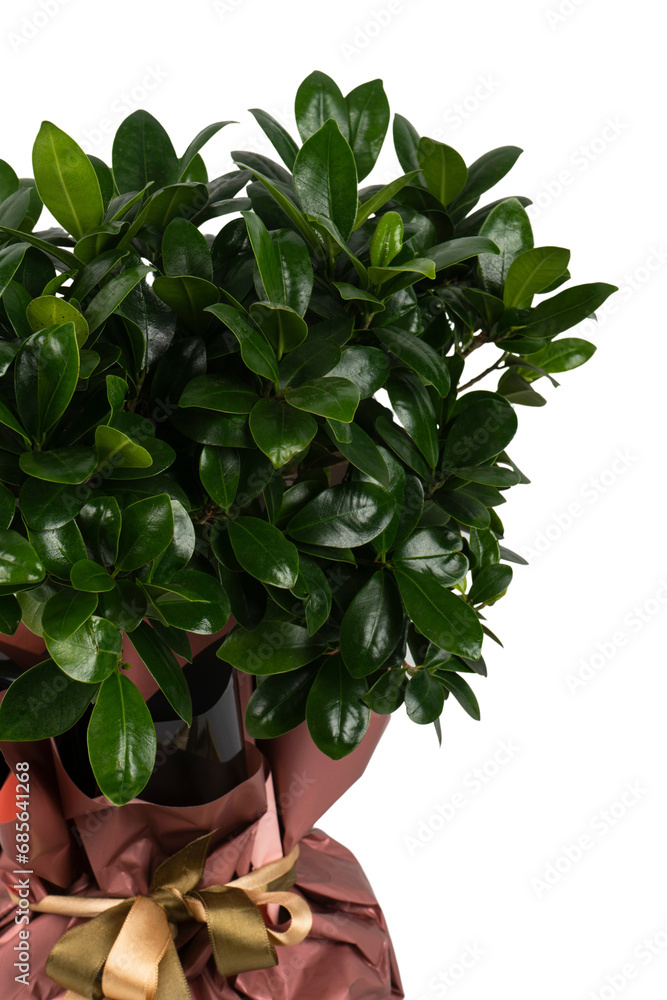 bonsai detail with decorative papers bonsai detail with decorative papers