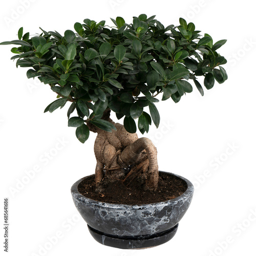 bonsai tree isolated on white