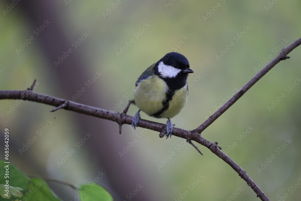 great tit in its natural environment in some bushes