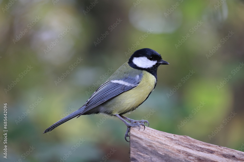 great tit in its natural environment in some bushes great tit in its natural environment in some bushes