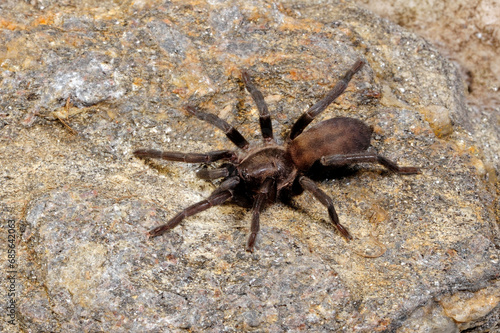 Europäische Vogelspinne // European tarantula species (Ischnocolus valentinus) - Spanien // Spain