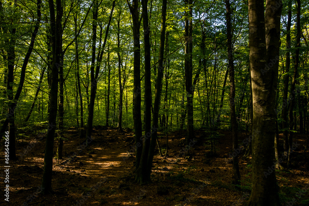 Spring sunrise in La Fageda D En Jorda Forest, La Garrotxa, Spai