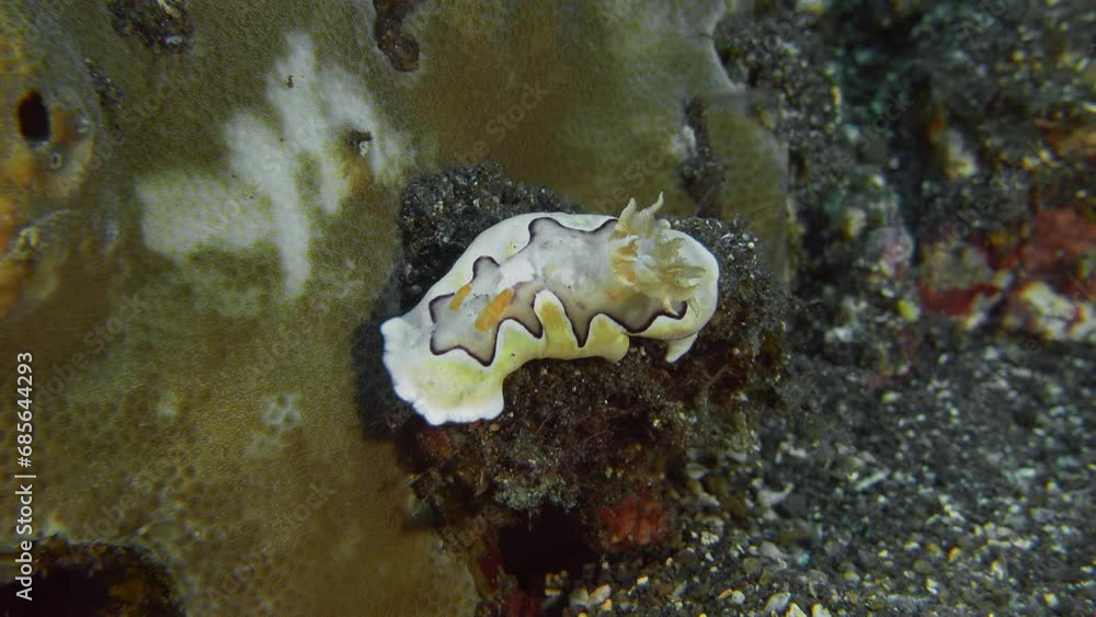 Close-up. A nudibranch sits on an overgrown stone next to the coral and raises its mantle.
Co's Nudibranch (Goniobranchus coi WCP), 50 mm.ID: creamy, light-brown central 46 area and gills. Close-up. A nudibranch sits on an overgrown stone next to the coral and raises its mantle.
Co's Nudibranch (Goniobranchus coi WCP), 50 mm.ID: creamy, light-brown central 46 area and gills.