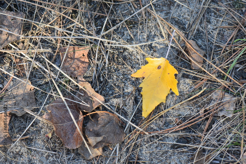 autumn leaves in the sand
