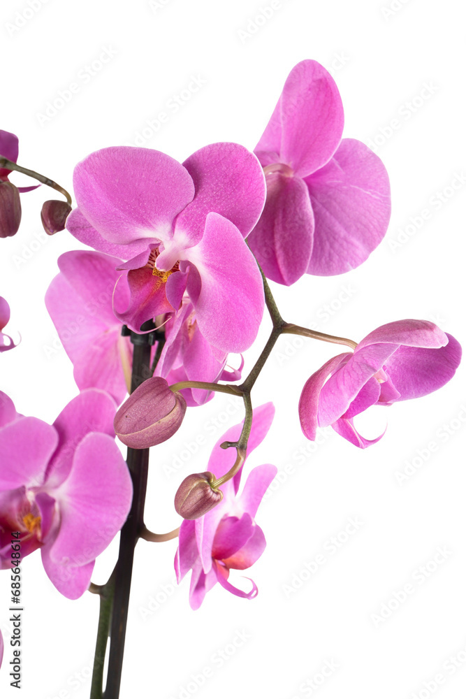 pink orchid isolated on white background pink orchid isolated on white background