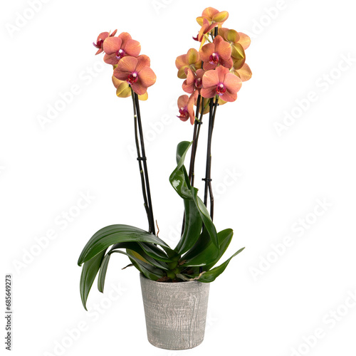 two branches orchids in a ceramic vase