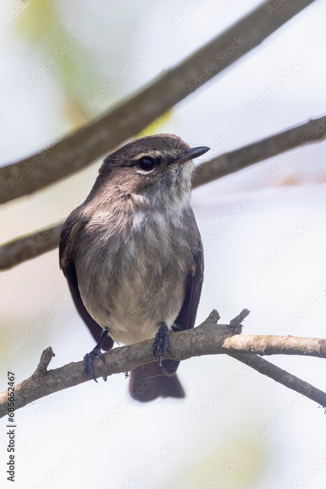 Obraz premium African Dusky Flycatcher (Muscicapa adusta