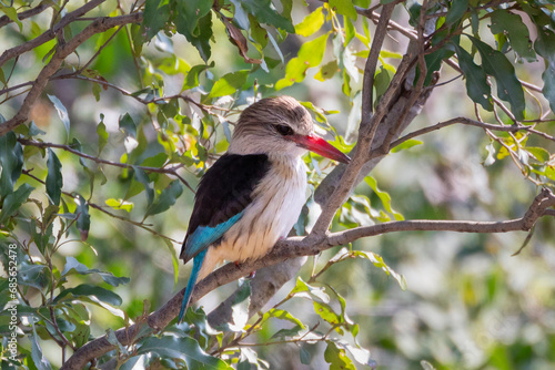 Brown-hooded Kingfisher (Halcyon albiventris) photo