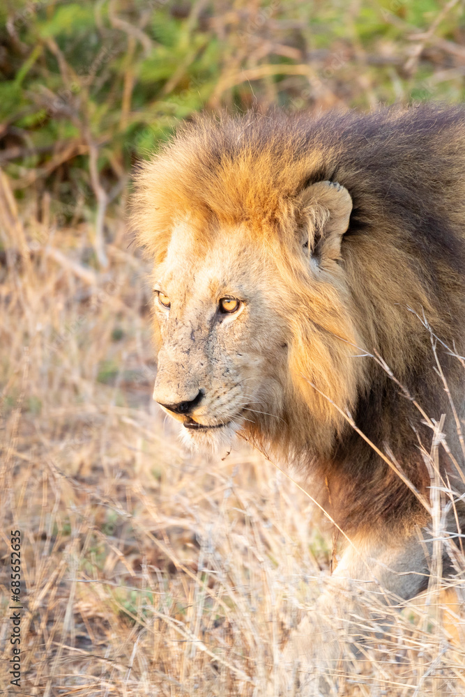 Lion (Panthera leo) close up head shot walking in grassland savannah, Limpopo, South Africa