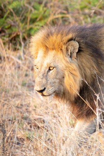 Lion  Panthera leo  close up head shot walking in grassland savannah  Limpopo  South Africa