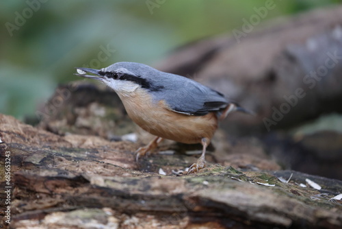 eurasian nuthatch searching for food