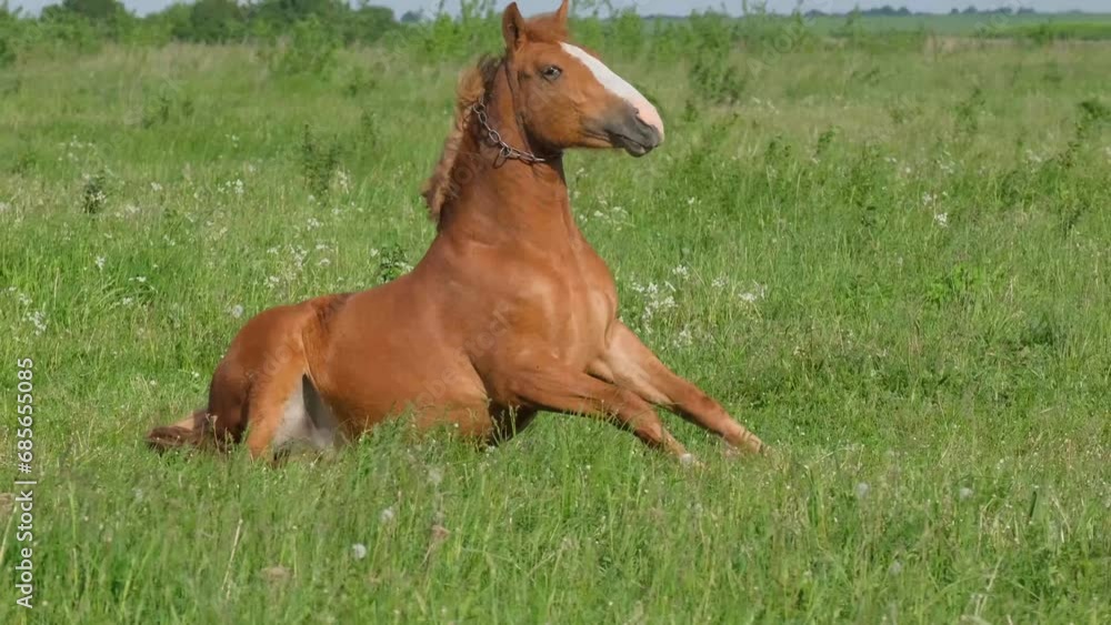 A beautiful red horse lies in the green grass. Pasture on a sunny summer day. A beautiful red horse lies in the green grass. Pasture on a sunny summer day.