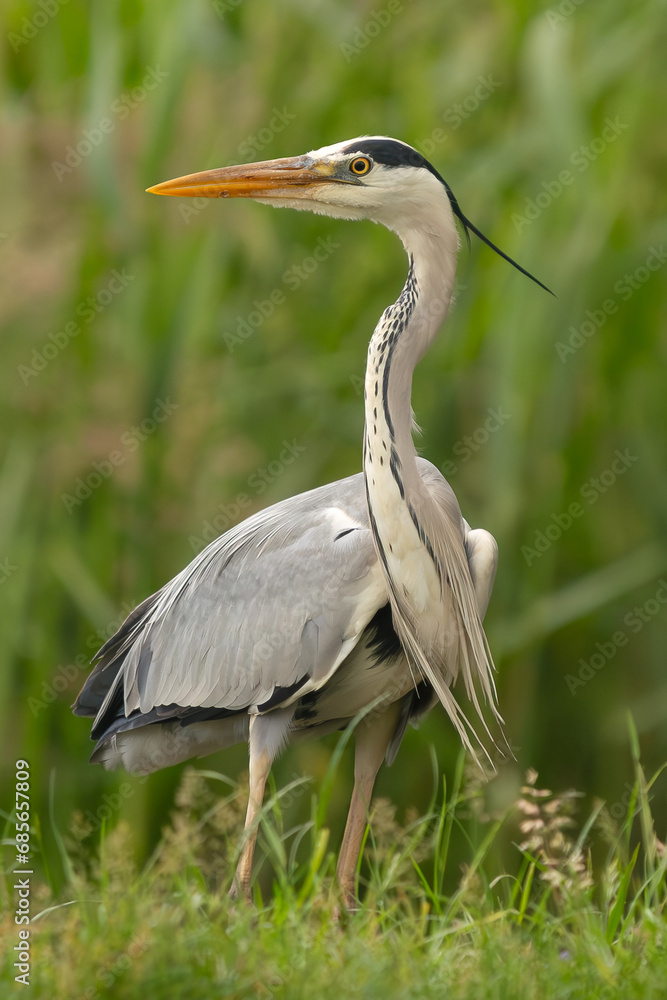 Portrait of Grey heron - Ardea cinerea with at green background. Photo from Milicz Ponds in Poland. Vertical. Portrait of Grey heron - Ardea cinerea with at green background. Photo from Milicz Ponds in Poland. Vertical.