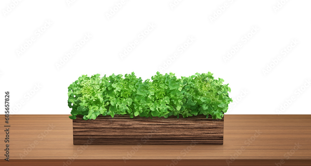 Natural lettuce in a wooden container. On a wooden table.