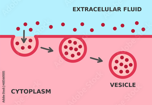 Endocytosis process. Cellular mechanism in which substances are brought into the cell. The material is surrounded by cell membrane to form a vesicle containing ingested material. Vector illustration. 