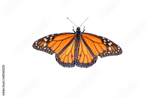A Showy male monarch butterfly or simply monarch (Danaus plexippus) isolated on white background © Alfredo