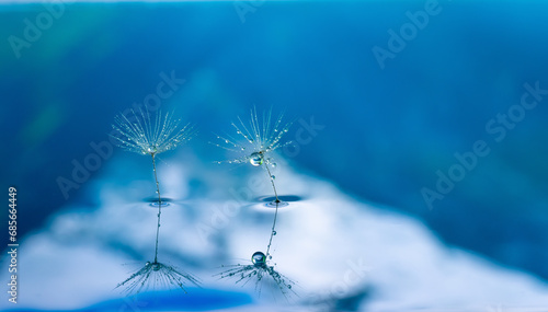 Dandelion flower seed with dew drops close up.