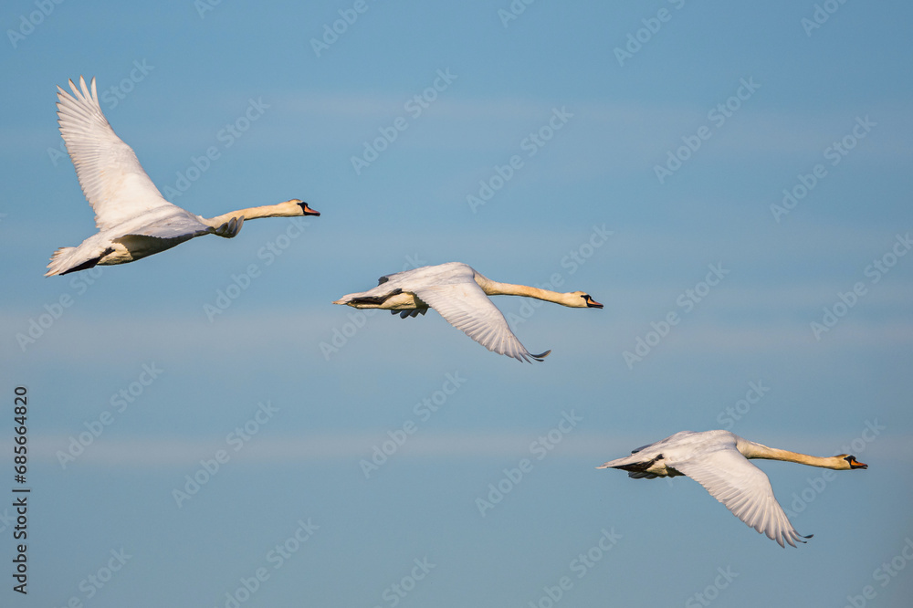 Mute Swan, Cygnus olor in flight over marshes in winter Mute Swan, Cygnus olor in flight over marshes in winter
