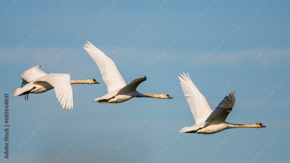 Mute Swan, Cygnus olor in flight over marshes in winter Mute Swan, Cygnus olor in flight over marshes in winter