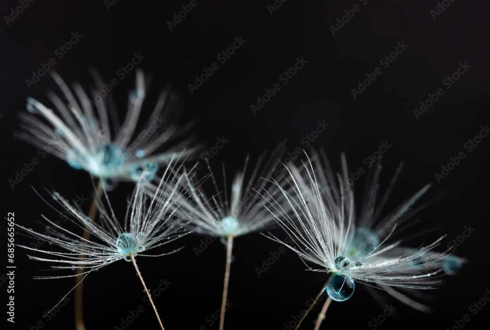 Dandelion flower seed with dew drops close up. Dandelion flower seed with dew drops close up.