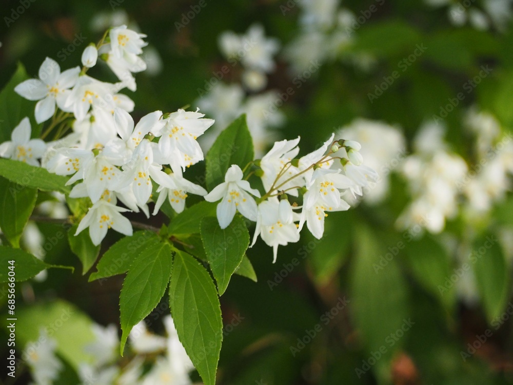 白い花 ヒメウツギ 卯の花 白い花 ヒメウツギ 卯の花