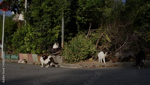 Japanese Boar Greeting Domestic Cats.