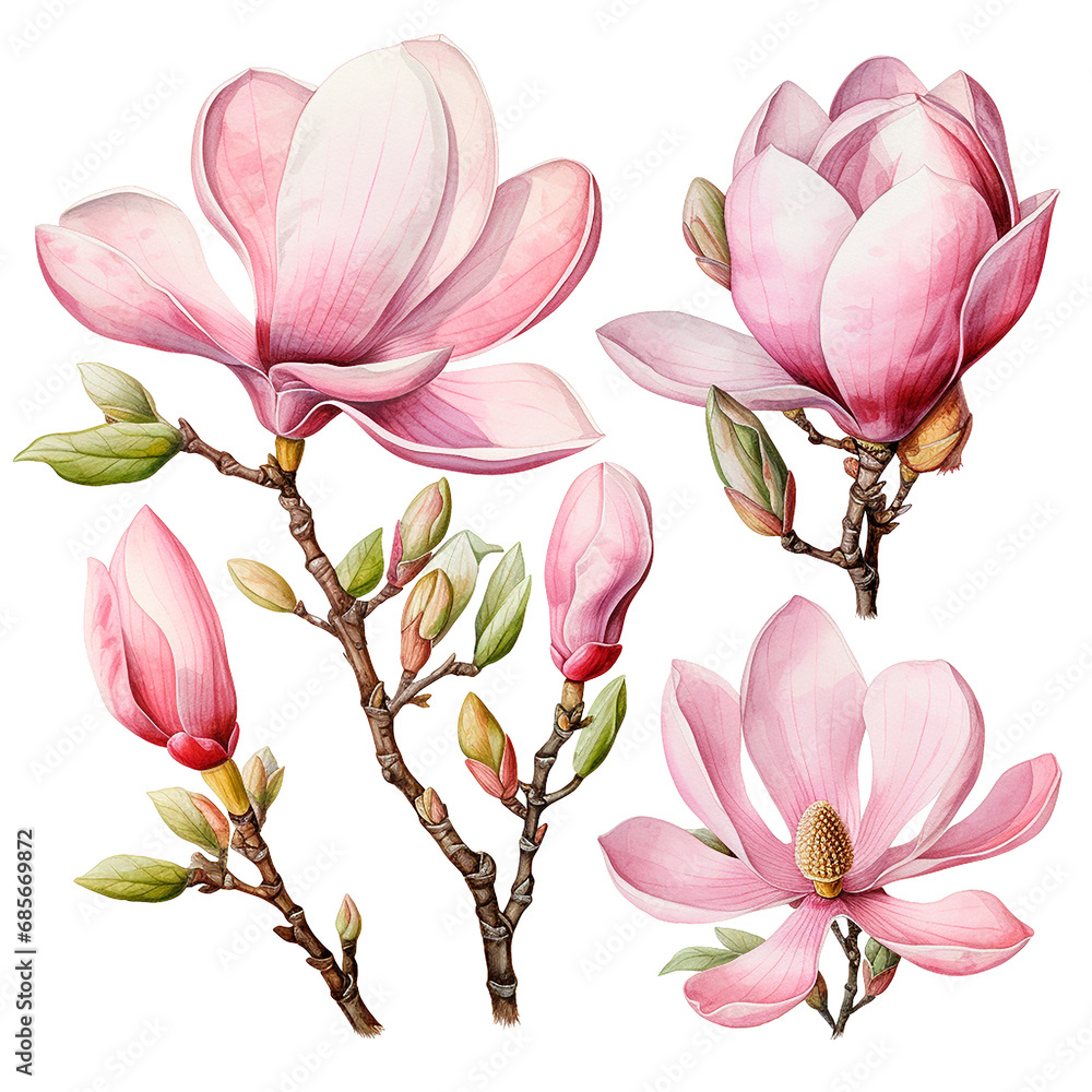 watercolor drawing of pink magnolia flowers. set of magnolia flowers, clipart