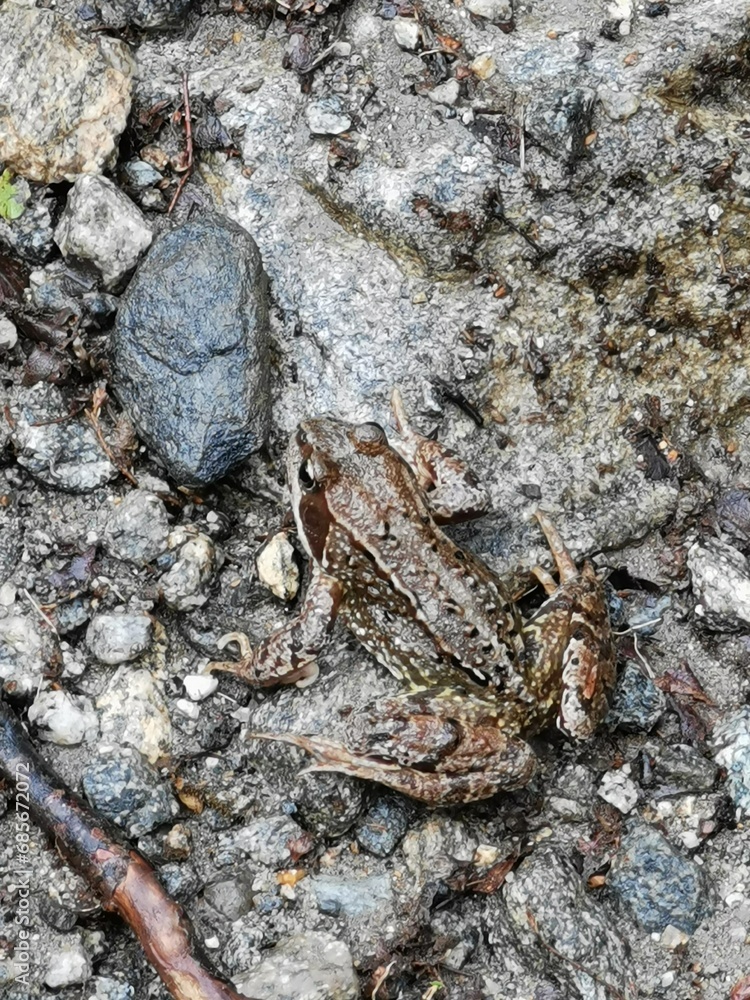 Closeup of brown toad on muddy ground
Nærbilde av brun padde på gjørmete bakke Closeup of brown toad on muddy ground
Nærbilde av brun padde på gjørmete bakke