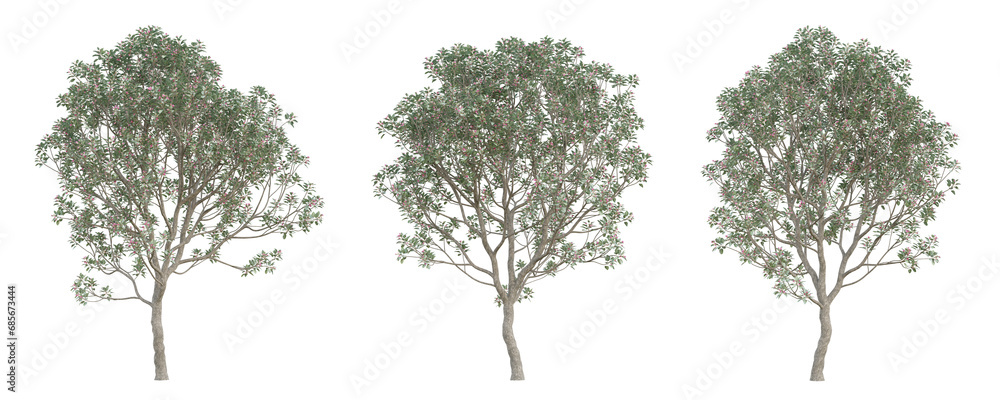 Evergreen tree of rhodoleia championii on transparent background, png plant, 3d illustration. Evergreen tree of rhodoleia championii on transparent background, png plant, 3d illustration.