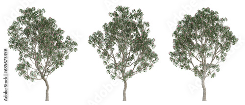 Evergreen tree of rhodoleia championii on transparent background  png plant  3d illustration.