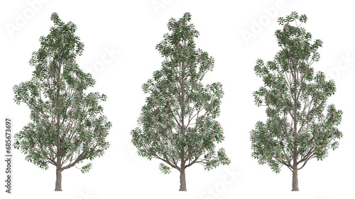 Evergreen tree of rhodoleia championii on transparent background  png plant  3d illustration.