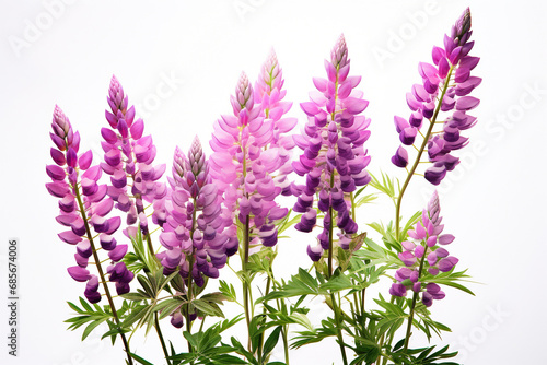 Lupin flowers on white background 