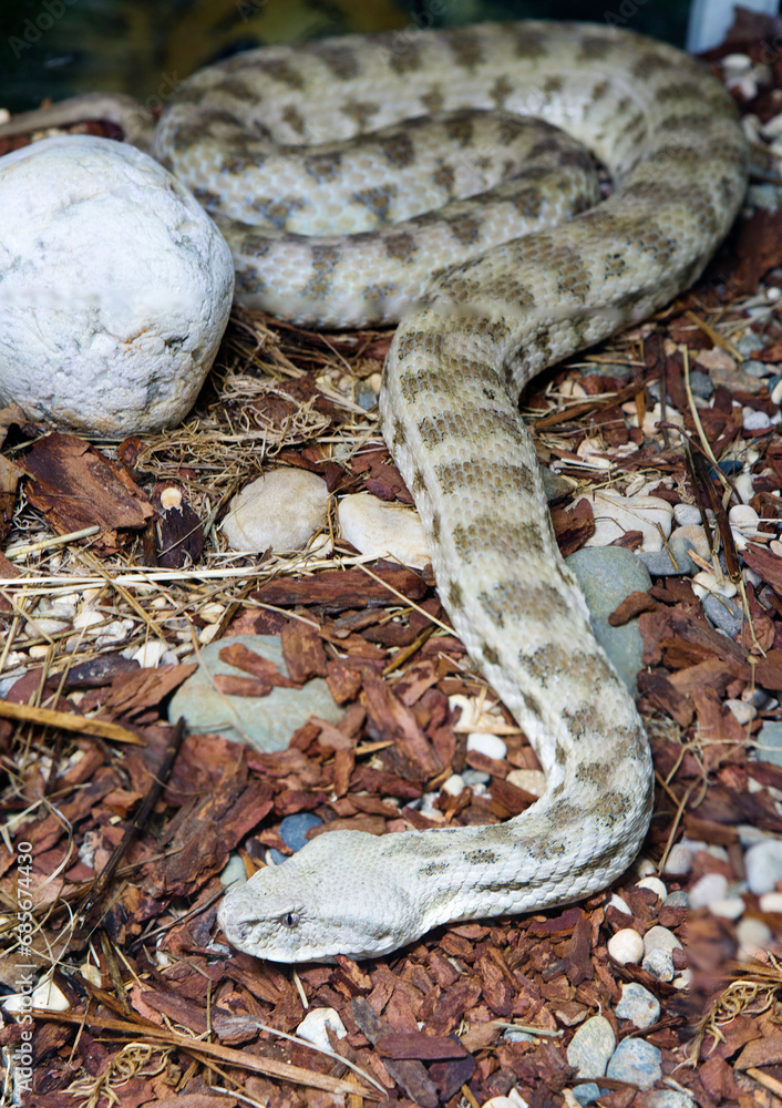 Obraz premium Caucasian gyurza snake (Latin: Macrovipera lebetina). It is a venomous snake from the viper family. Its other name is 