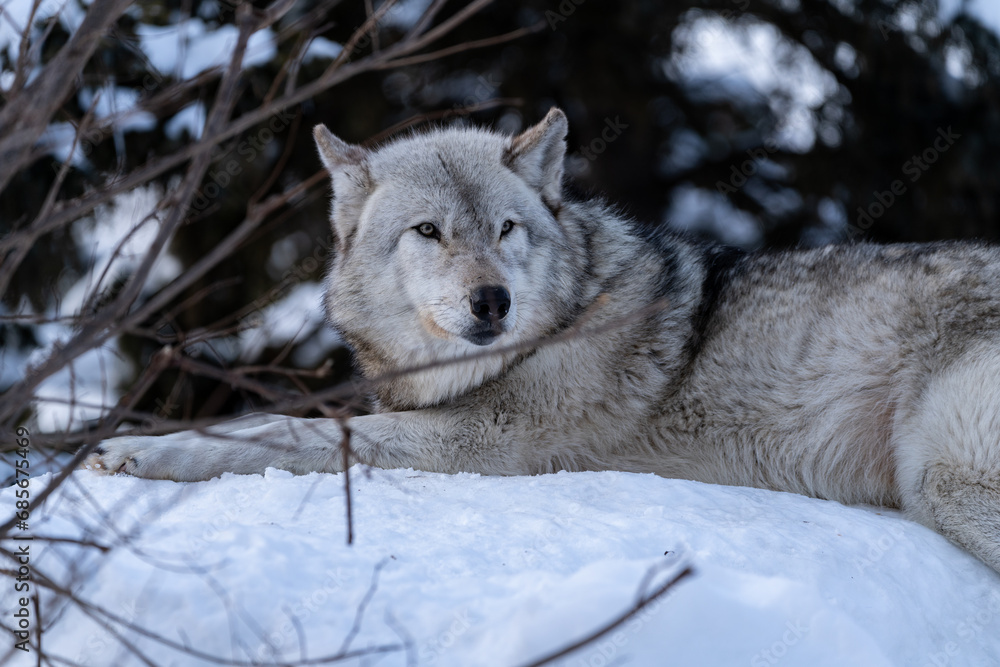 Obraz premium オオカミ③