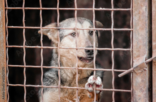 mongrel dog in a cage close up © Sofiia