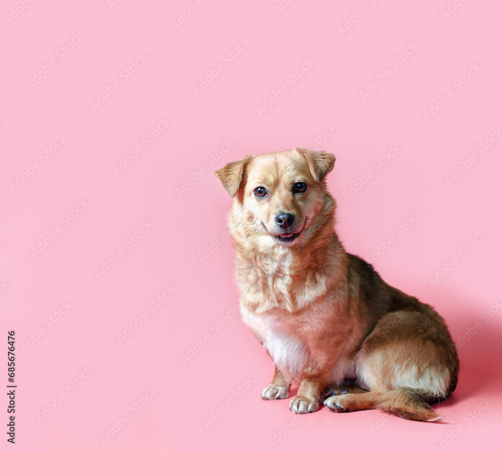 joyful smiling mongrel red dog on a pink colour background