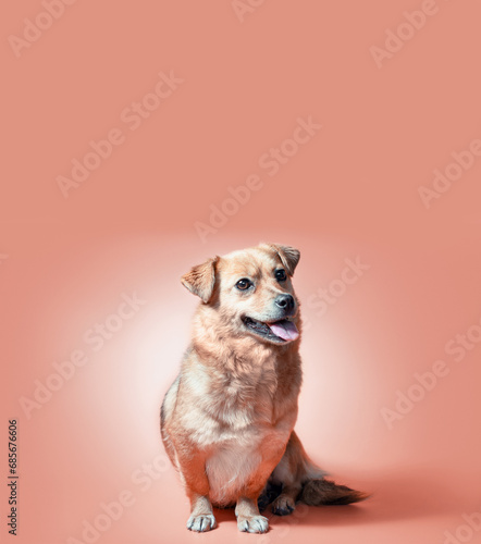 Fényképezés joyful smiling mongrel red dog on a peach colour background