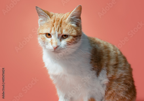 Fotografie white-red cat on an orange background looks with reproach