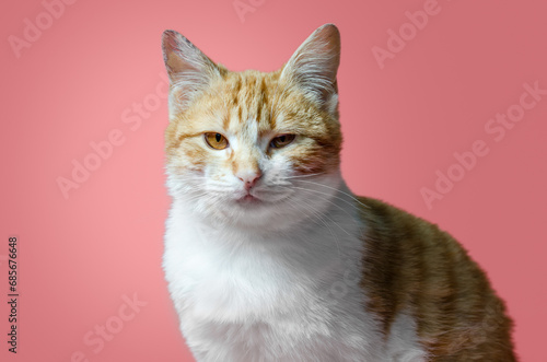 sarcastic red and white cat sitting on a pink background photo
