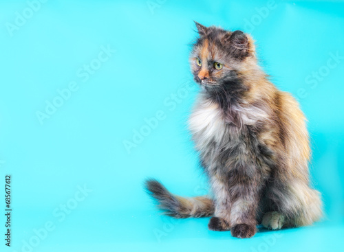 fluffy motley cat on a turquoise background