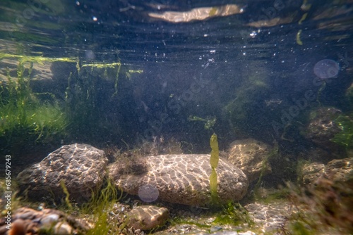 rockpool aquascape, coquina stone, green algae ulva vegetation thicket, rich biodiversity littoral zone underwater, oxygen rich low salinity saltwater biotope, poor visible muddy water, storm weather