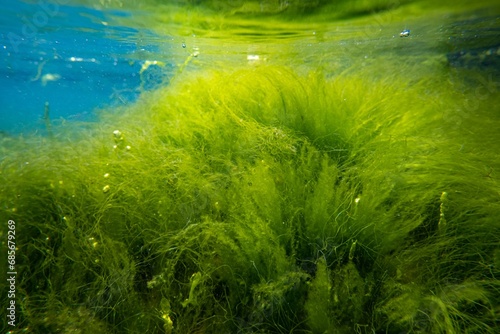 ulva green thicket on coquina stone, surface reflection wave, littoral zone underwater snorkel, oxygen rich air bubble, low salinity saltwater biotope, torn algae mess, clear water, storm weather