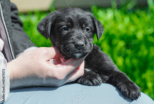 female hand stroking puppy on the neck