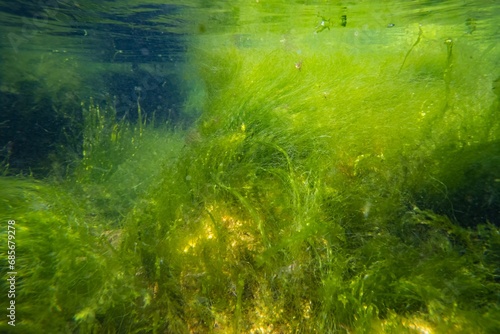 cladophora and ulva make air bubble, littoral zone underwater snorkel, green algae thicket grow on coquina stone, oxygen rich low salinity saltwater biotope, summer in Odesa, dark background