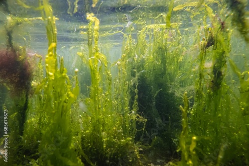 green algae ulva thicket grow on coquina stone, water surface reflection, rich biodiversity littoral zone underwater, oxygen rich low salinity saltwater biotope, glass refraction, poor visibility photo